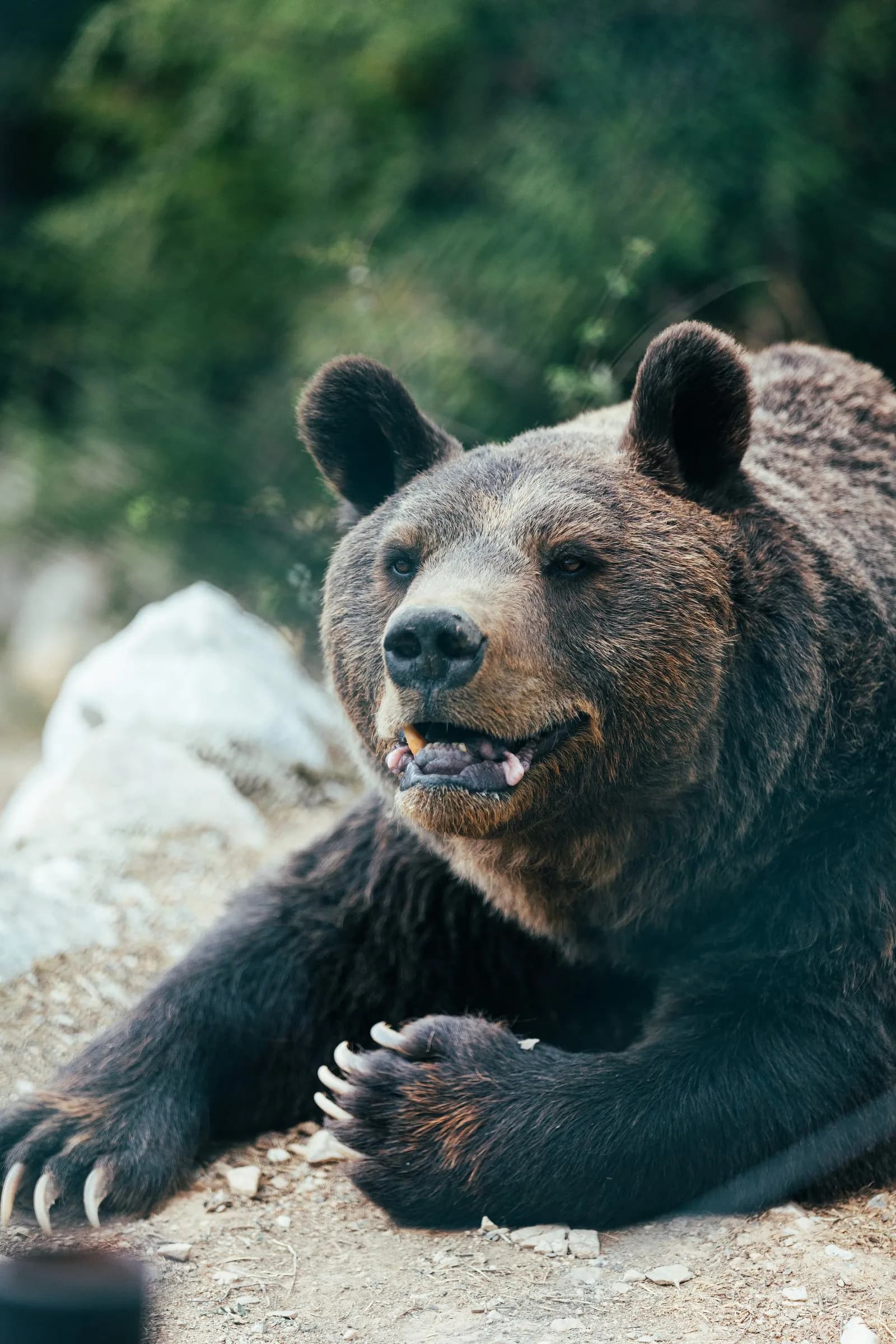 A brown bear resting on rocks with its mouth slightly open.